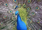 2 - Indian Peacock.jpg